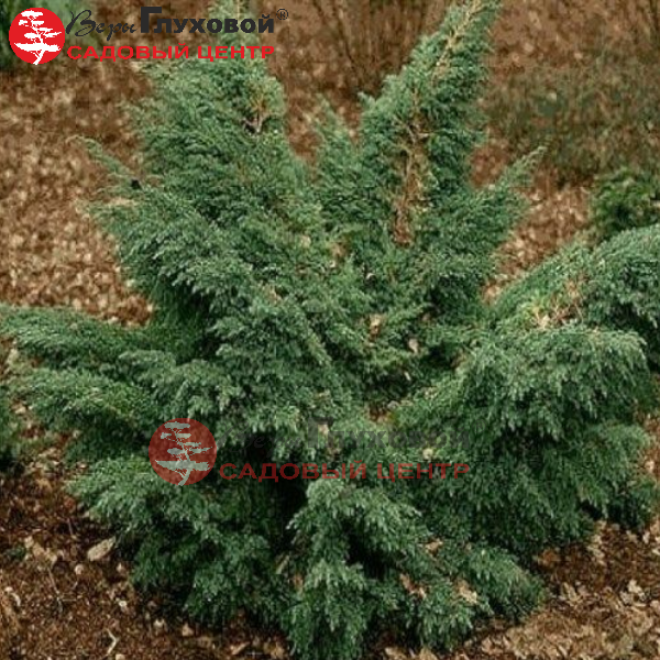 Основное изображение товара