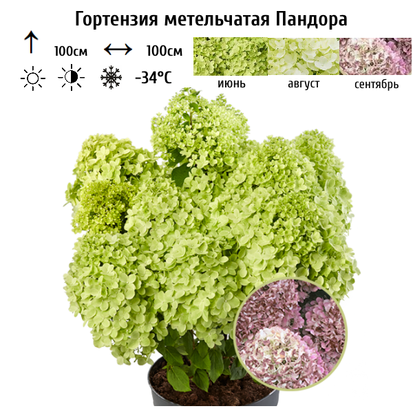 Основное изображение товара