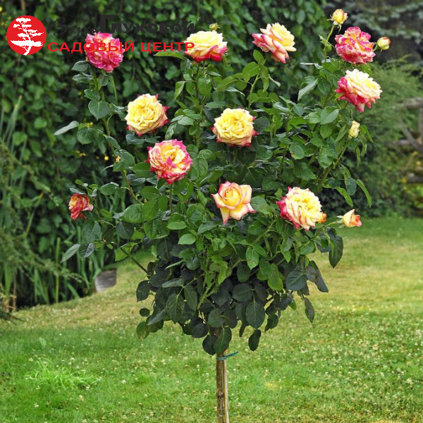 Основное изображение товара