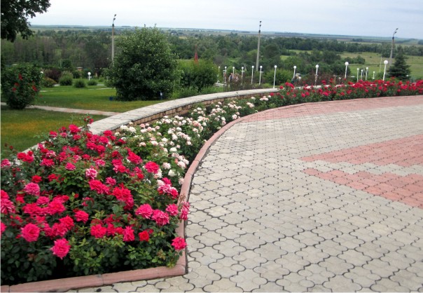 Уход за розами Уход за розами