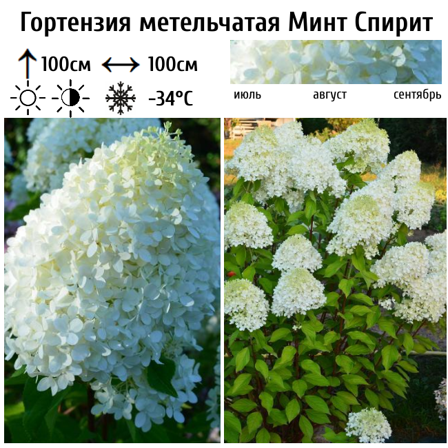 Основное изображение товара