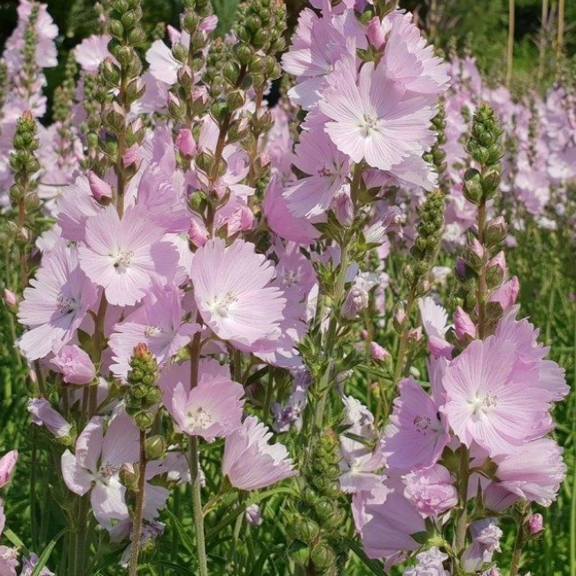 Сидальцея Элси Хью