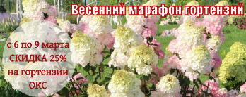 Весенний марафон гортензий