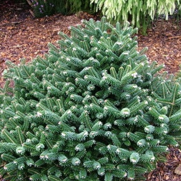 Пихта корейская "Бриллиант" (Abies koreana"Brillant")