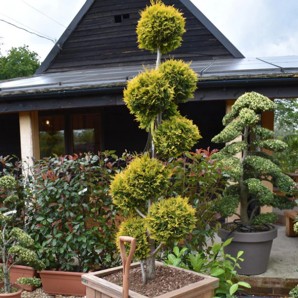 Туя западная 