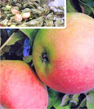 Яблоня колоновидная Кумир (осенний сорт)