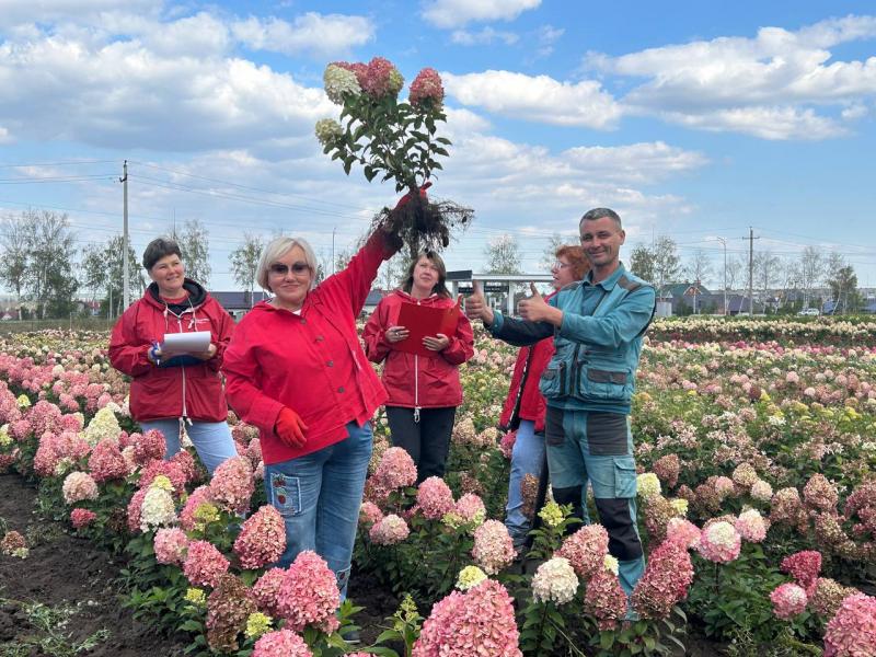 Старт продаж гортензий с открытой корневой системой! 