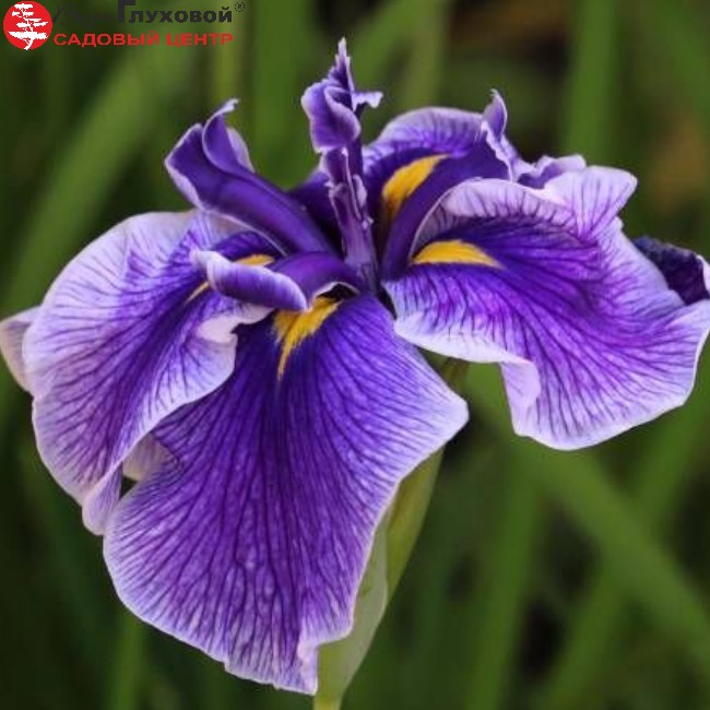 Основное изображение товара