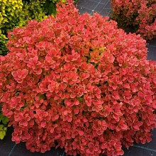 Основное изображение товара