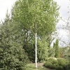 Береза полезная (Betula utilis) Дооренбос 20/25 450-500 ком/сетка СП/24