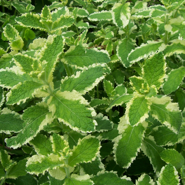 Основное изображение товара