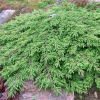 Можжевельник обыкновенный (Juniperus communis) Репанда С2 ПЯ/26