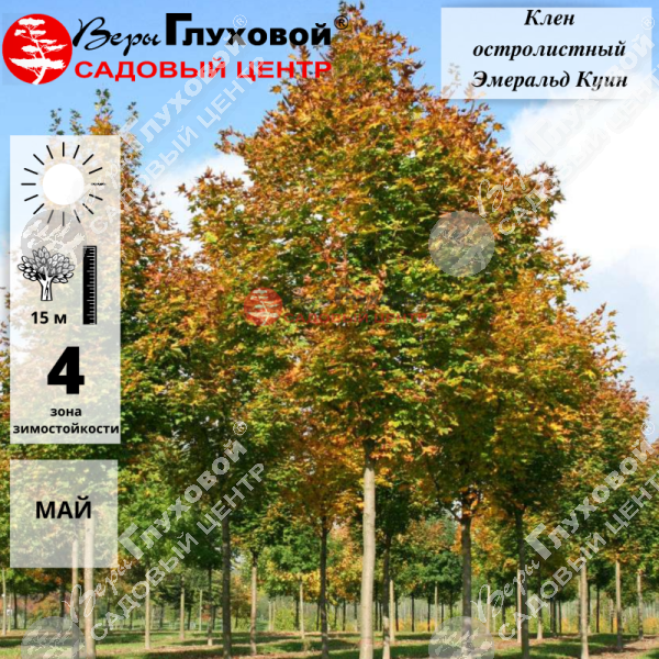 Клен остролистный "Эмеральд Куин" на фото