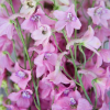 Дельфиниум (Delphinium) Пинк Сенсейшен С2 НСп/26