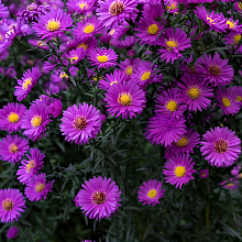 Основное изображение товара