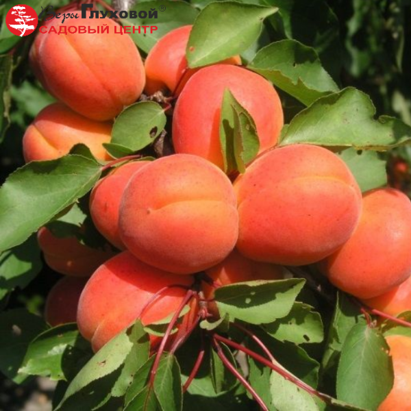 Основное изображение товара