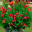 Вейгела цветущая 