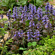 Живучка ползучая 