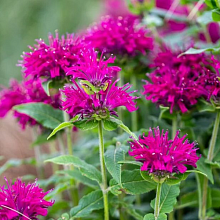 Основное изображение товара