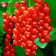 Смородина красная 