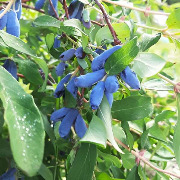 Основное изображение товара