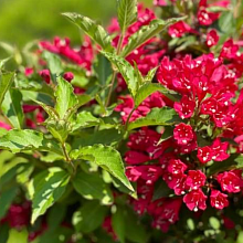 Основное изображение товара