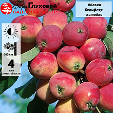 Яблоня Бельфлер-китайка (позднеосенний сорт)