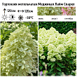 Гортензия метельчатая 