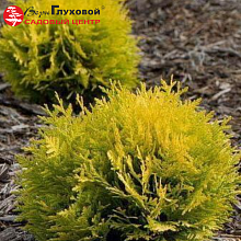 Основное изображение товара