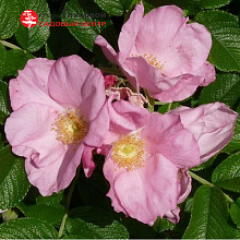 Основное изображение товара