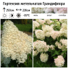 Гортензия метельчатая "Грандифлора" на фото