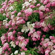 Спирея японская 