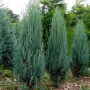 Можжевельник скальный (Juniperus scopulorum) Блю Арроу    Р9 ГлХ/26