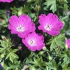 Герань кроваво-красная (Geranium sanguineum) Эльсбет С3 СП/24