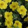 Лапчатка кустарниковая "Кобольд" на фото