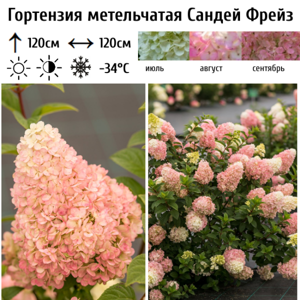 Основное изображение товара