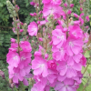 Сидальцея "Кэнди Герл" на фото