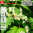 Стефанандра надрезаннолистная Криспа