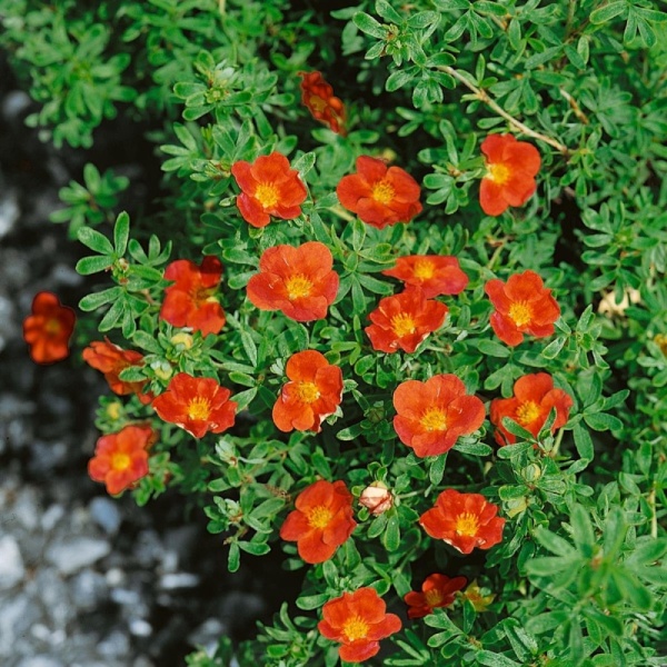 Основное изображение товара