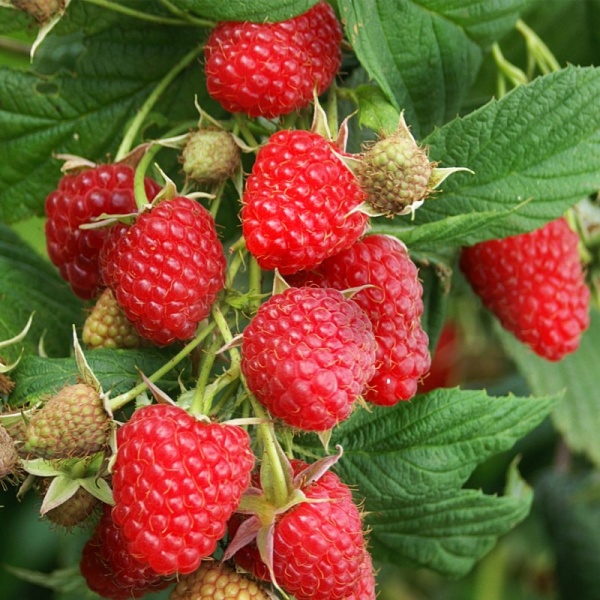 Рисунок 166.jpg