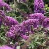 Буддлея Давида (Buddleja davidii) София С3 СП/25