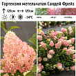 Гортензия метельчатая 