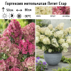 Гортензия метельчатая (Hydrangea paniculata) Петит Стар  С3 СП/24