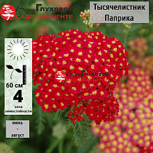 Основное изображение товара