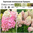 Гортензия метельчатая 