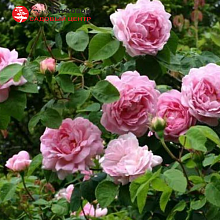 Основное изображение товара