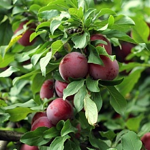 Основное изображение товара