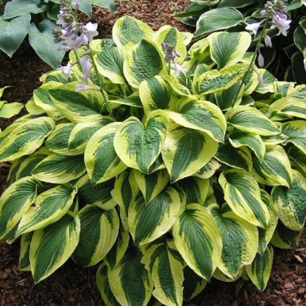 Хоста гибридная "Брим Кап"- Hosta hybridum "Brim Cup" Р9
