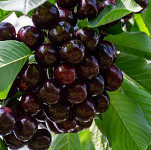 ВИШНЯ “Шоколадница”