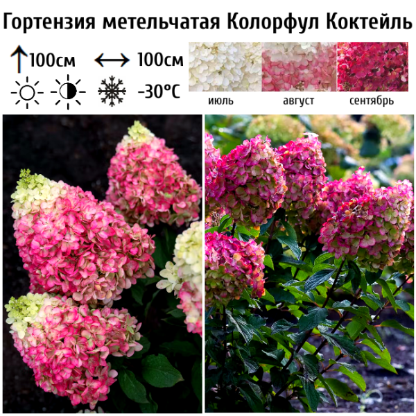 Основное изображение товара